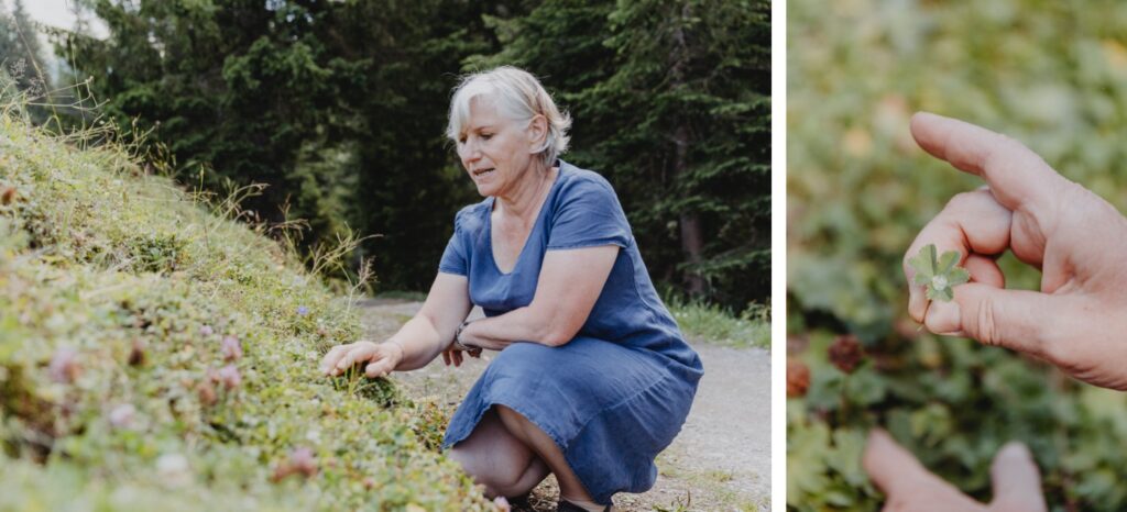 Kräuterwanderung, Kräuter, Wildblumen